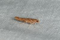 Pyroderces argyrogrammos