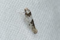 Episcythris triangulella