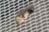 Cochylichroa atricapitana