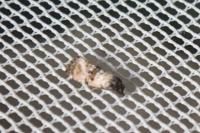 Cochylichroa atricapitana