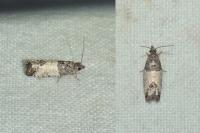 Spilonota ocellana