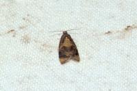 Ditula angustiorana
