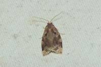 Archips xylosteana