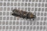 Teleiopsis diffinis
