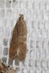 Helcystogramma lutatella