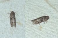 Blastobasis glandulella