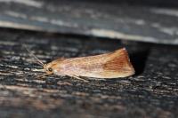 Orthotelia sparganella