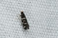 Eudarcia nigraella