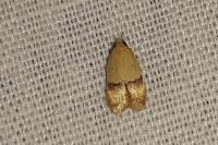 Odites kollarella