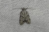 Symmoca signatella