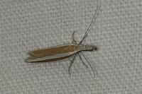 Pleurota aristella