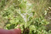 Acrocercops brongniardella