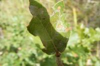 Acrocercops brongniardella