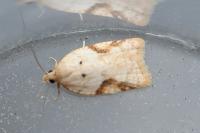 Acleris ferrugana