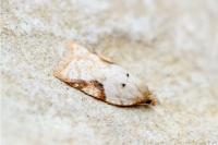 Acleris ferrugana
