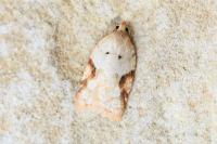 Acleris ferrugana