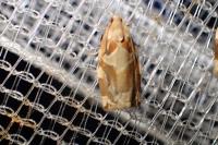 Archips xylosteana