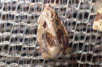 Archips crataegana