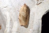 Choristoneura hebenstreitella