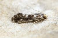 Nemapogon