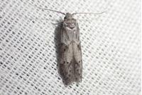 Blastobasis glandulella