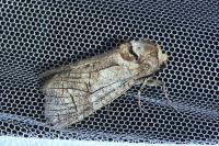 Cossus cossus