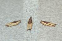 Ancylis apicella