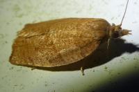 Pandemis heparana