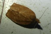 Pandemis heparana