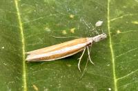 Pleurota aristella