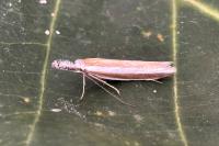 Pleurota aristella