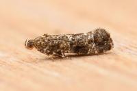 Acrolepia autumnitella