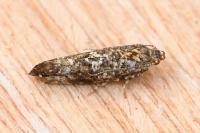 Acrolepia autumnitella