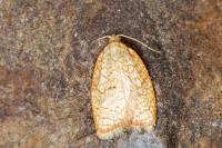 Acleris forsskaleana