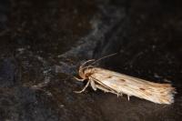 Stomopteryx detersella