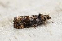 Endothenia ustulana