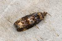 Endothenia ustulana