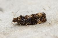Endothenia ustulana