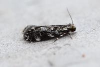 Dryadaula heindeli