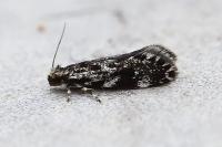 Dryadaula heindeli
