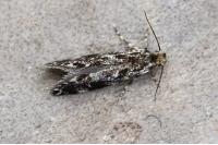 Dryadaula heindeli