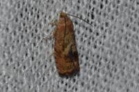 Cydia amplana