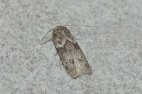 Blastobasis glandulella