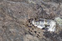 Celypha woodiana