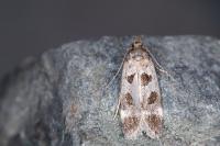 Mirificarma maculatella