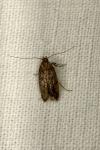 Hofmannophila pseudospretella