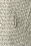 Coleophora