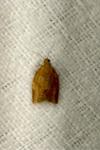 Clepsis consimilana