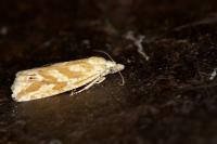 Thiodia citrana