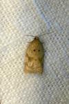 Acleris ferrugana/notana
